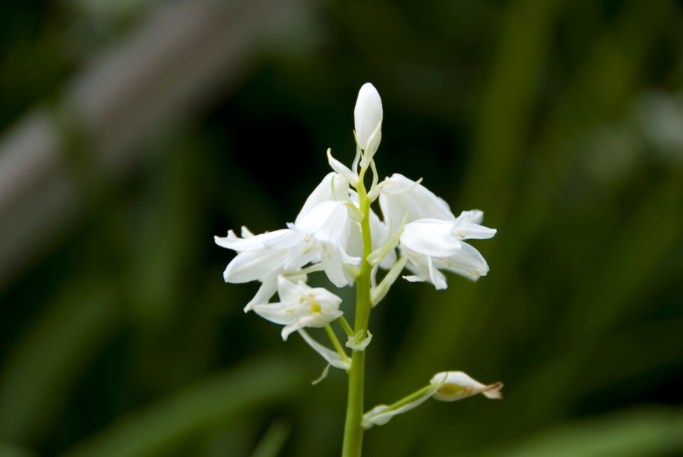 Germinate city garden beauty