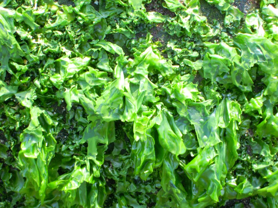 Ulva lactuca spring sea weed