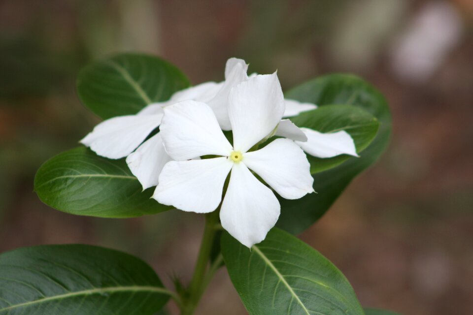 Garden botanist delicacy