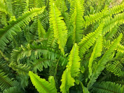 Plant green plants fern