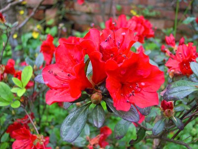 Spring azaleas mapping mountain red
