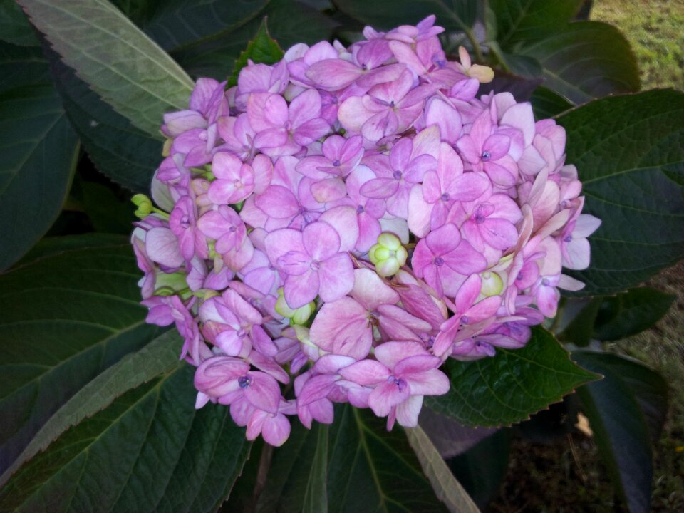 Flower plant clusters