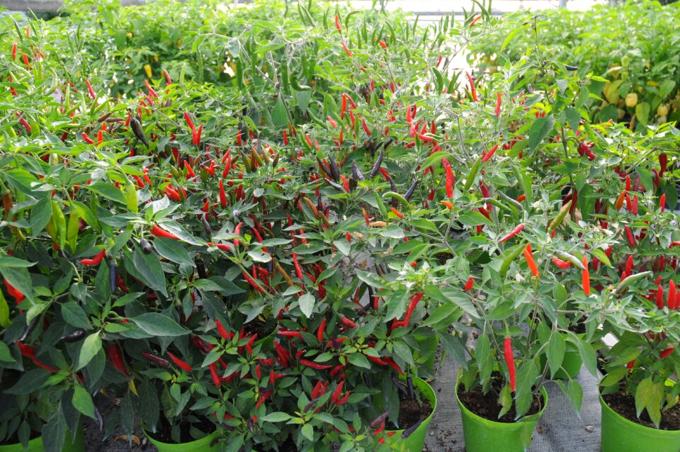 Chilli peppers tongue of fire serra