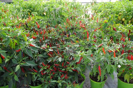 Chilli peppers tongue of fire serra