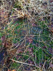 Green beech wood moss