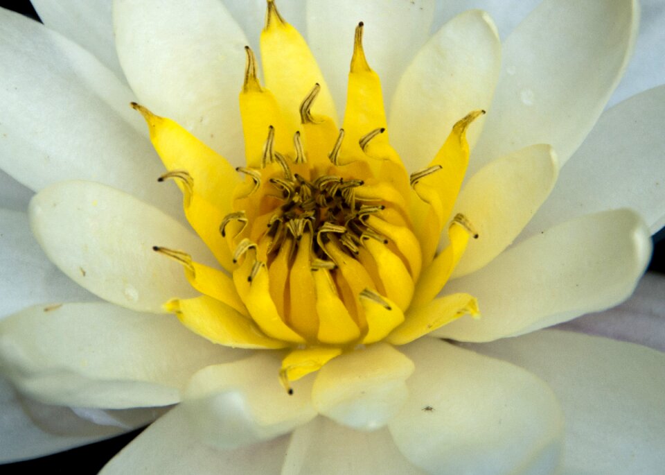 Lily water plant flower