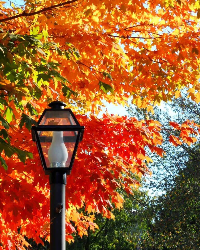 Season maple foliage