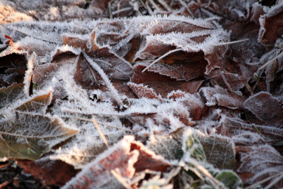 Cold season plant