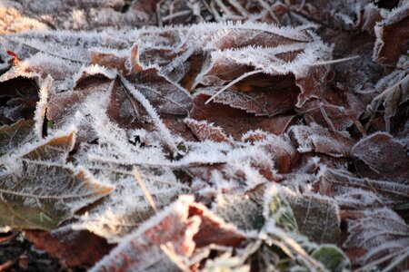 Cold season plant photo