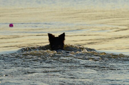 Fetch ball refreshment water photo