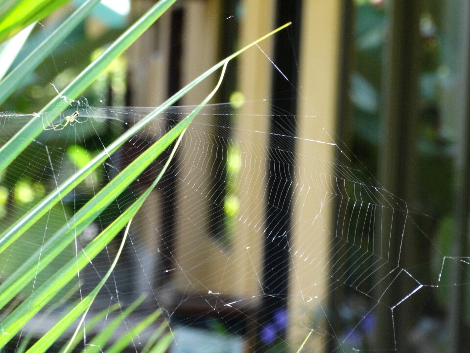 Insect cobweb silhouette