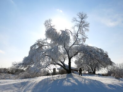 Sunshine snow and ice hanging tree photo