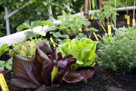 Lettuce city garden vegetable