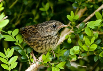 Blackbird birds fledglings photo