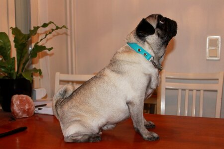The pug pet dog