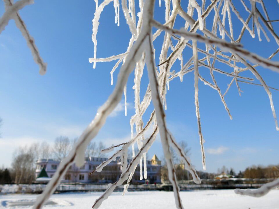 Snow and ice hanging tree blue sky