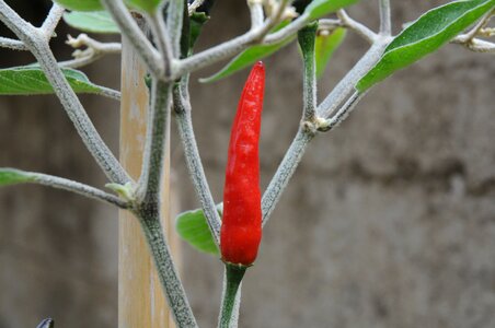 Chilli peppers marco acrata