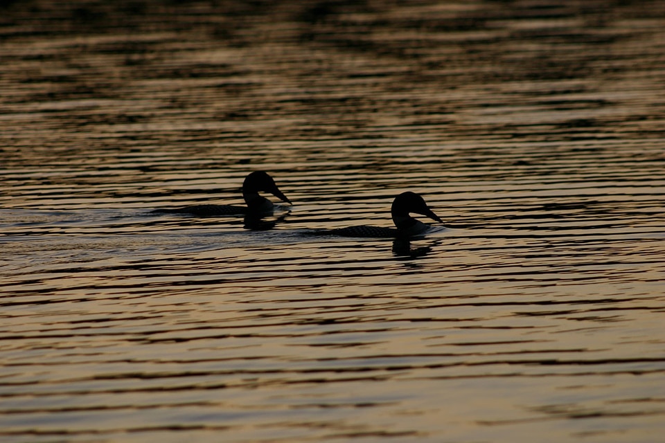 Pond bird wildlife