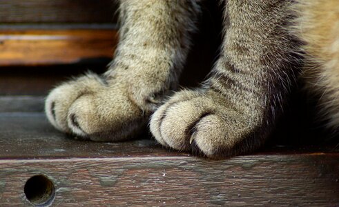Cat legs claws