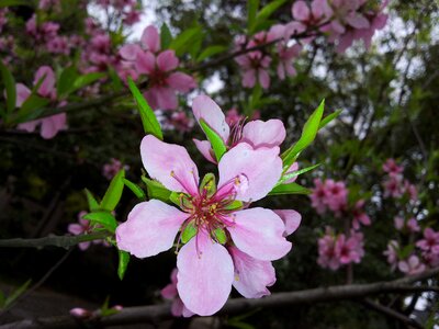 Flower plant peach blossom