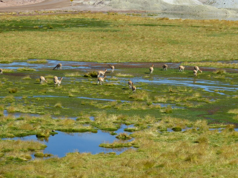 Desert atacama nature