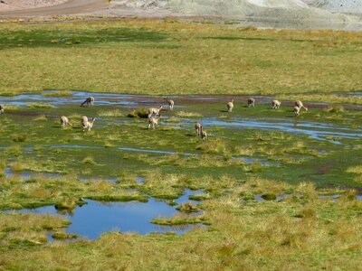 Desert atacama nature