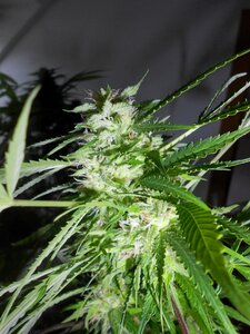 Weed plant photo