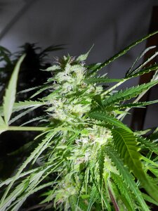 Weed plant