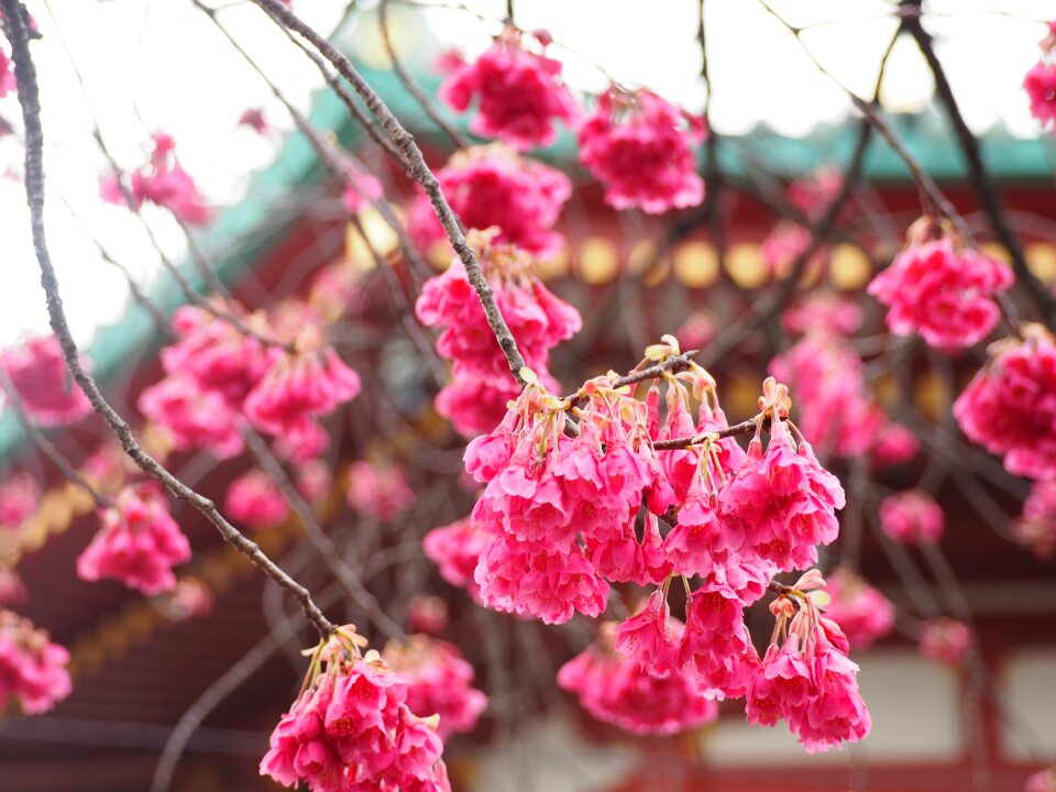 Ueno benten hall cherry blossoms