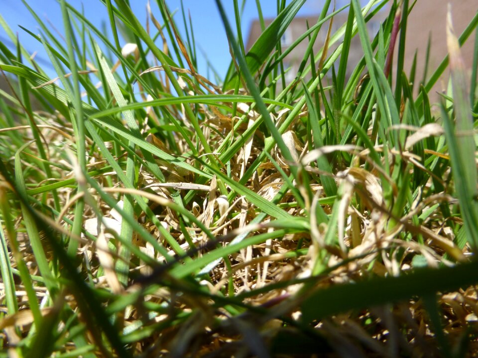 Leaves macro close up