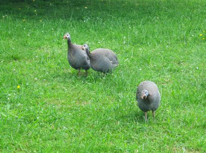 Meadow peck free running