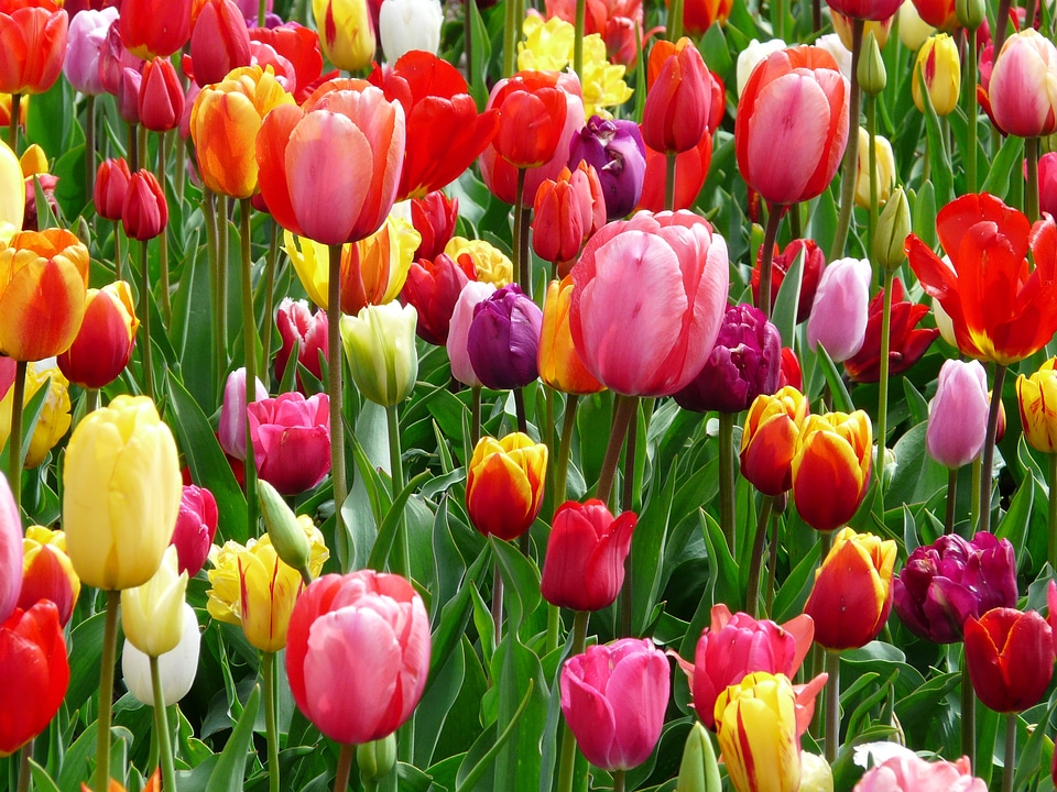 Colorful color cheerful