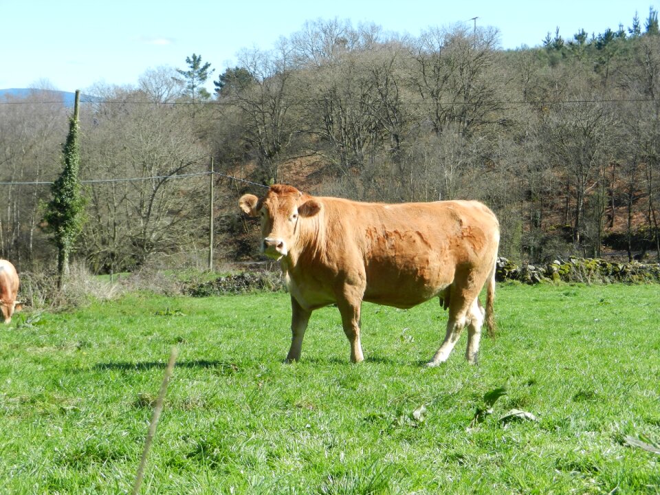 Cow blonde galllega prado