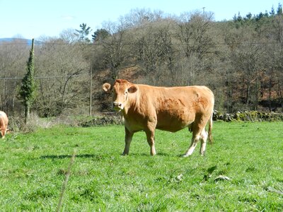 Cow blonde galllega prado