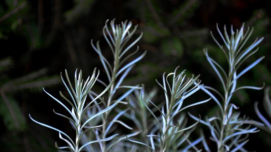 Lavender nature ash grey
