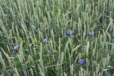 Mature cornflowers biological