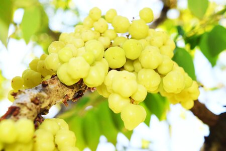 Star gooseberry fruit