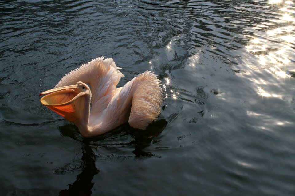 Pelican zoo liberec
