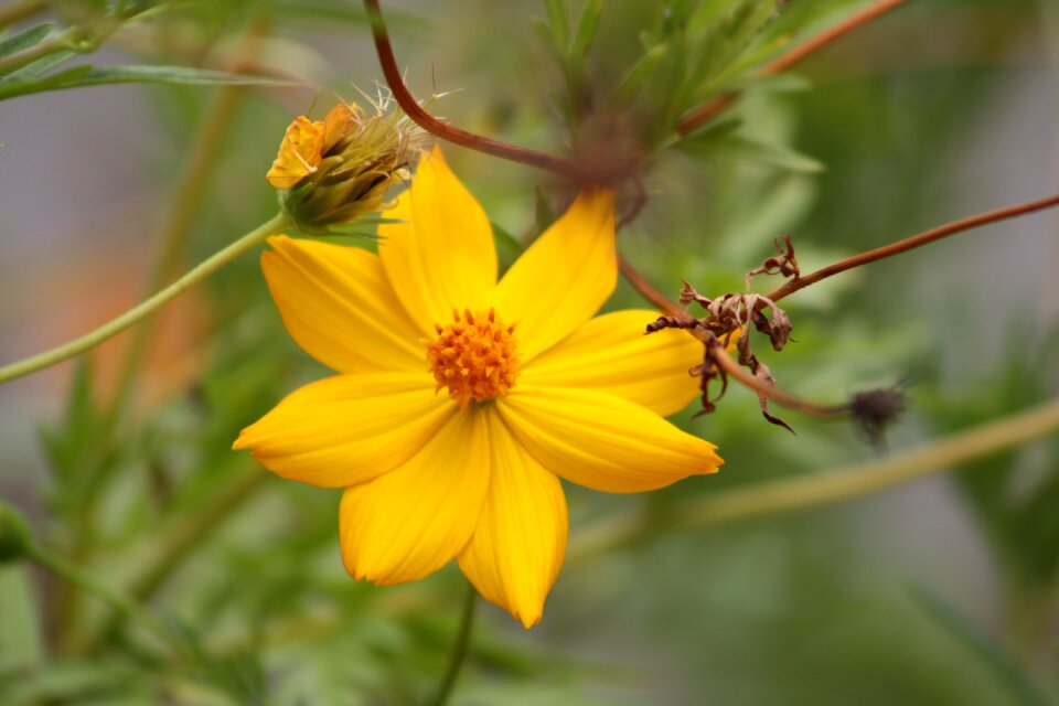 Garden yellow field