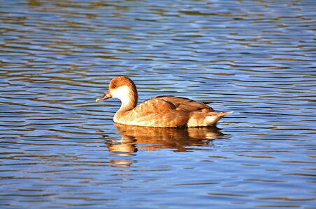 Pond water animal ducks