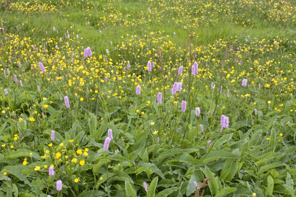 Colorful mixed vosges