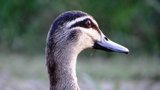 Beak head photo