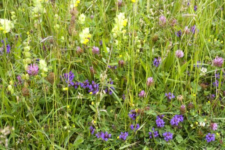 Mixed meadow summer photo