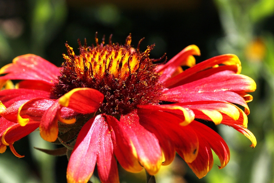 Red colorful macro