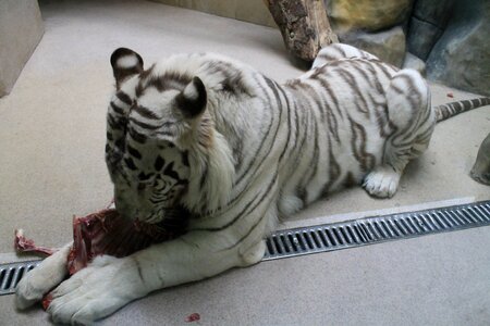Beast the white tiger liberec