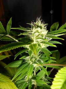 Weed plant