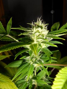 Weed plant photo