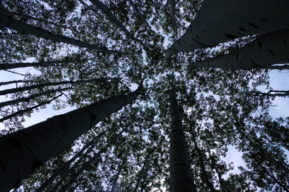 Trees perspective