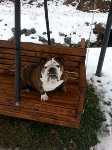Fun outdoor english bulldog