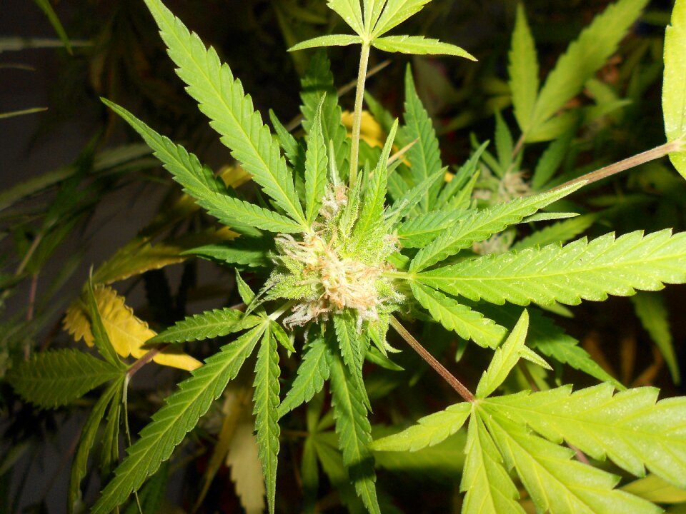 Weed plant